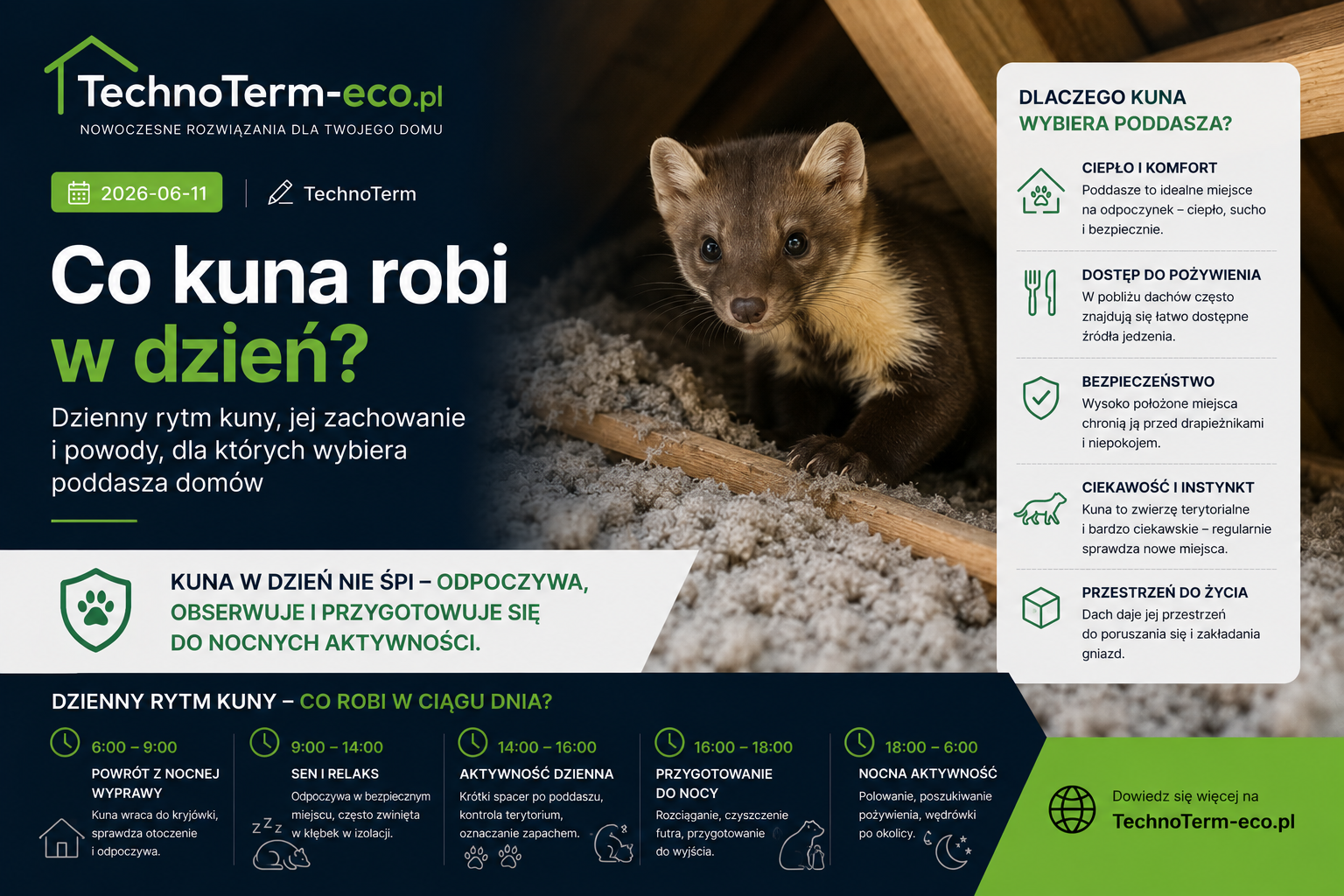 Co kuna robi w dzień? Dzienny rytm kuny, jej zachowanie i powody, dla których wybiera poddasza domów